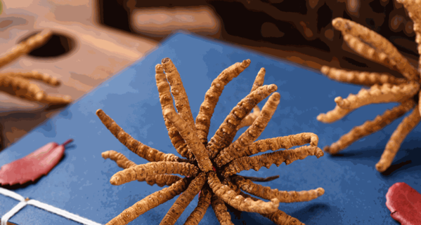 益元参号保健品